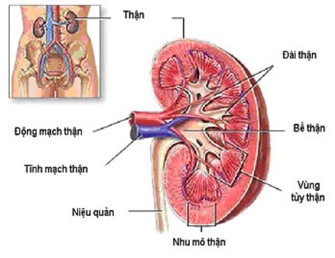 Cấu tạo giải phẫu của thận