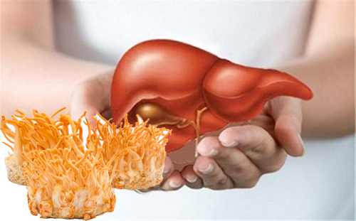 Káº¿t quáº£ hÃ¬nh áº£nh cho ÄÃ´ng trÃ¹ng háº¡ tháº£o Äiá»u trá» tháº­n