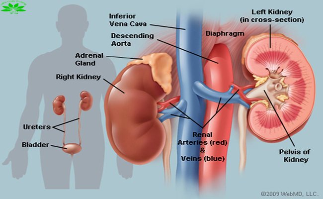 CẤU TẠO GIẢI PHẪU CỦA THẬN